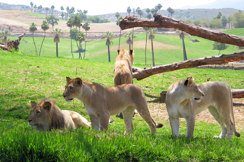 A group of lions lounging and standing on a lush, green field with palm trees in the background.