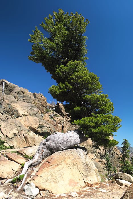 A hardy pine tree clings to a rocky slope beneath a vivid blue sky. Exposed roots grip the stone, suggesting resilience in a rugged mountain landscape.