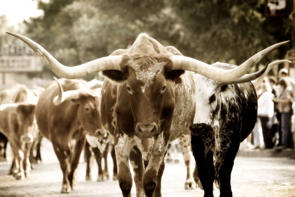 A group of longhorn cattle walk down a street lined with spectators. The image captures their iconic horns and calm demeanor.