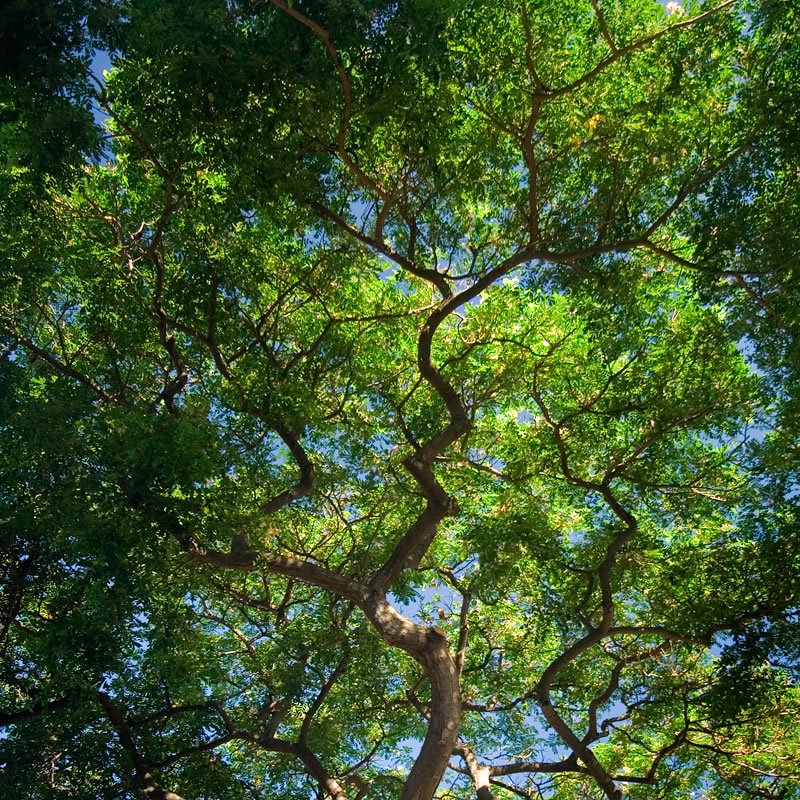 A view from below looking up at the branches and leaves of a large, green tree against a clear blue sky.