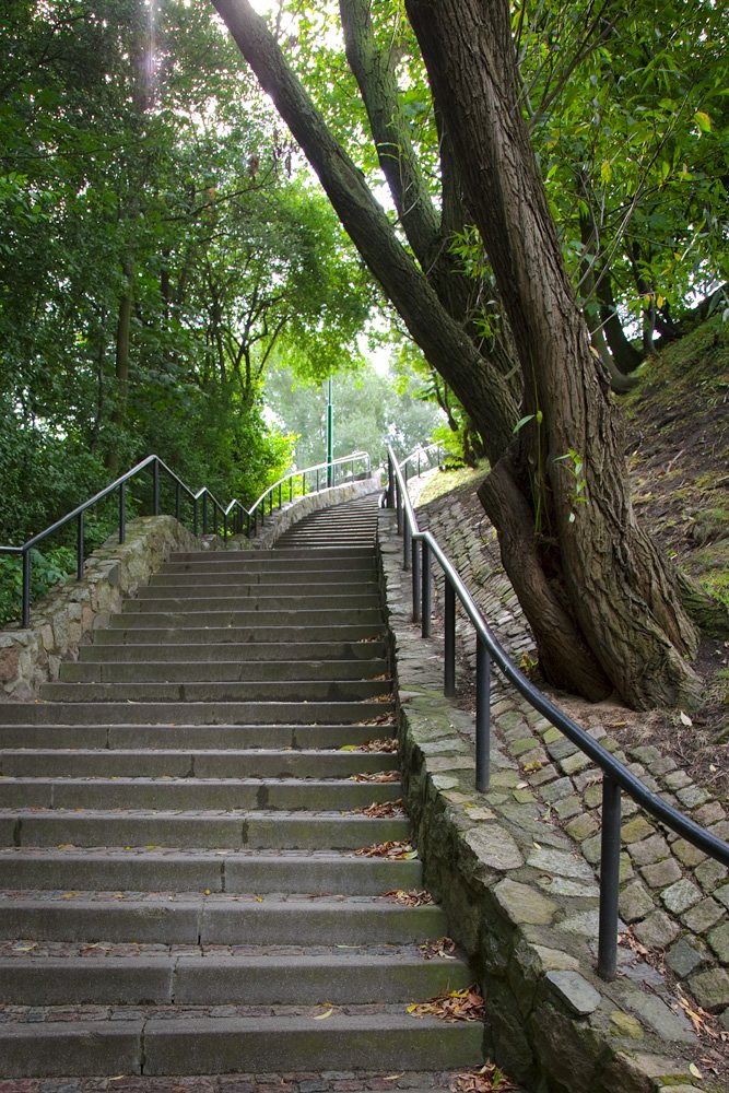 A stone staircase leading up through a verdant forest, flanked by a large tree on one side. The scene is peaceful, with sunlight filtering through the leaves.