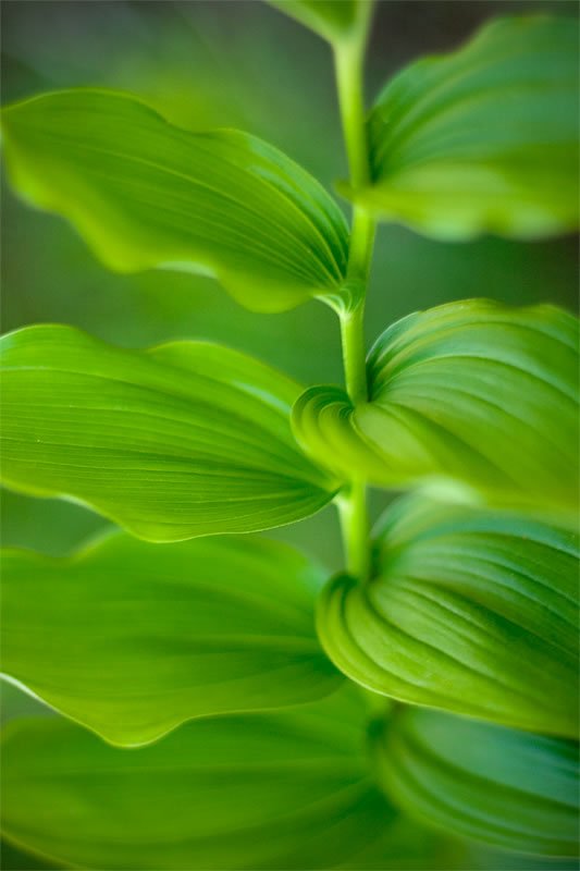 A close-up of vibrant green leaves with visible veins, softly blurred in the background.