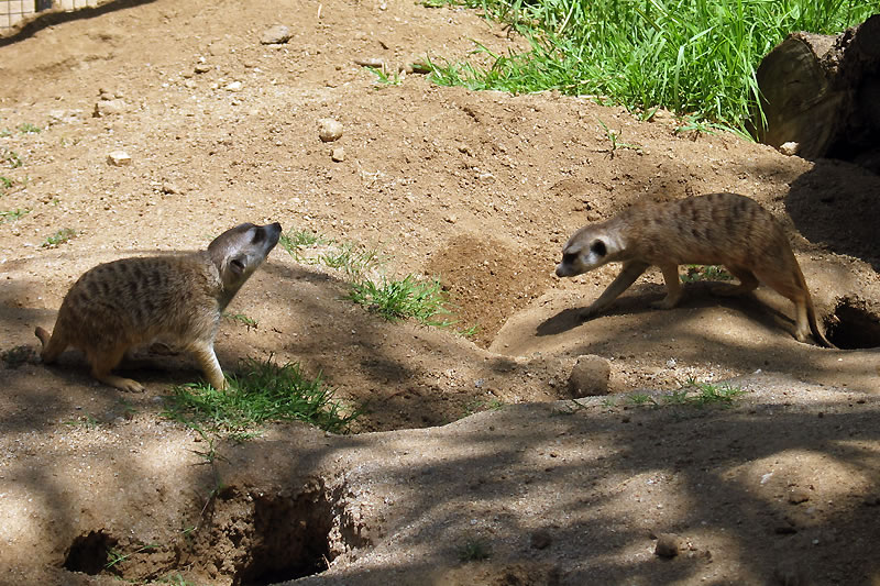 Two meerkats exploring their sandy enclosure, with patches of green grass and shadows from nearby trees.