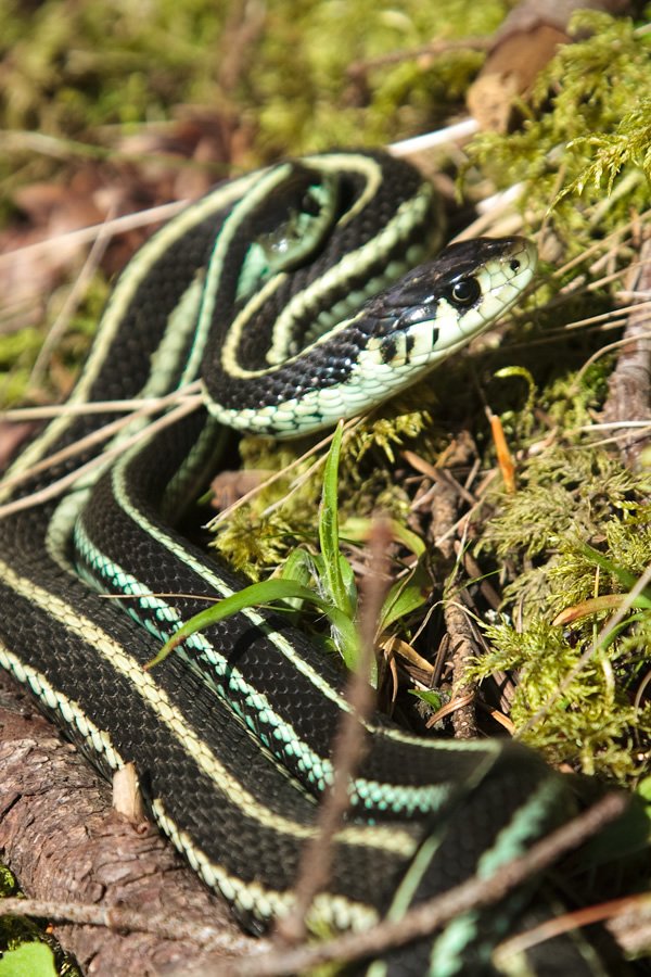 A close-up view of a milk snake with green stripes resting on mossy ground in a forest setting.