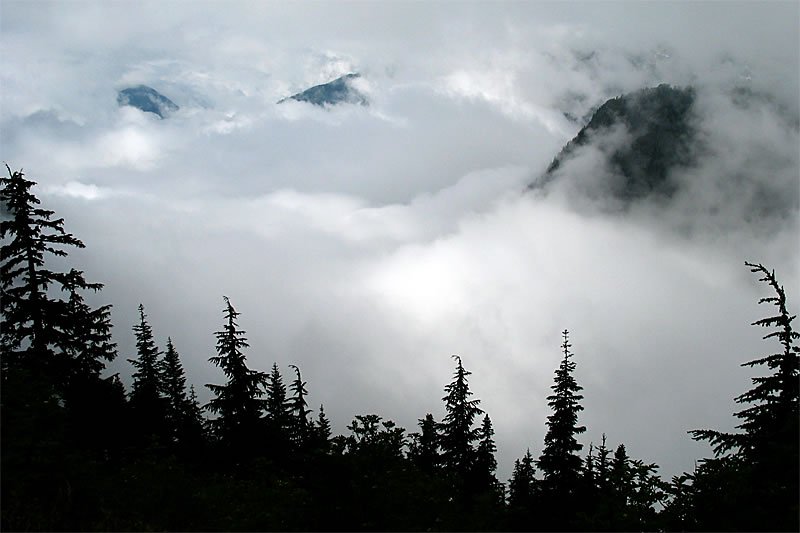 A dense forest shrouded in thick mist and fog, with silhouetted trees partially obscured by low-hanging clouds. Dark evergreens stand against a pale sky, creating a moody atmosphere.
