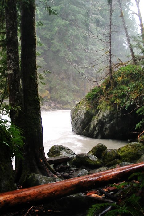A serene forest scene with a misty backdrop, showcasing a rushing stream and a fallen log in the foreground, surrounded by lush greenery.
