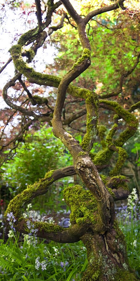 A twisted tree branch covered in vibrant green moss, set against a backdrop of lush foliage and delicate wildflowers.