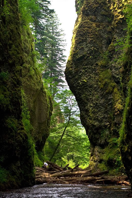 A towering rock formation enveloped in lush moss within the Pacific Northwest forest. The scene captures the serene beauty of nature amidst greenery and tall trees.