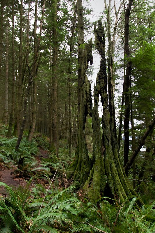 A moss-covered tree stump stands tall among dense green ferns and towering trees in a lush Pacific Northwest forest.