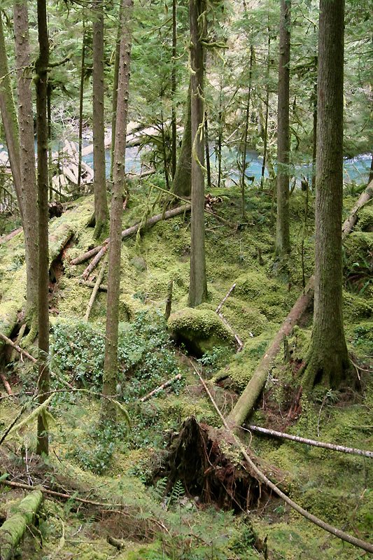 Tall trees line a moss-covered hillside leading down to a flowing river.