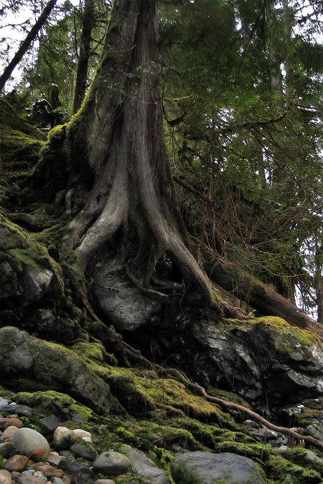 A close-up view of moss-covered tree roots growing over rocky soil near a forest shoreline.