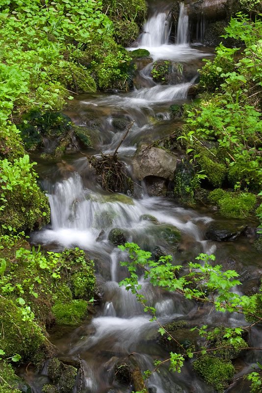 A close-up view of moss-covered stones arranged in front of a rustic stone wall, surrounded by vibrant red flowers and lush green foliage.