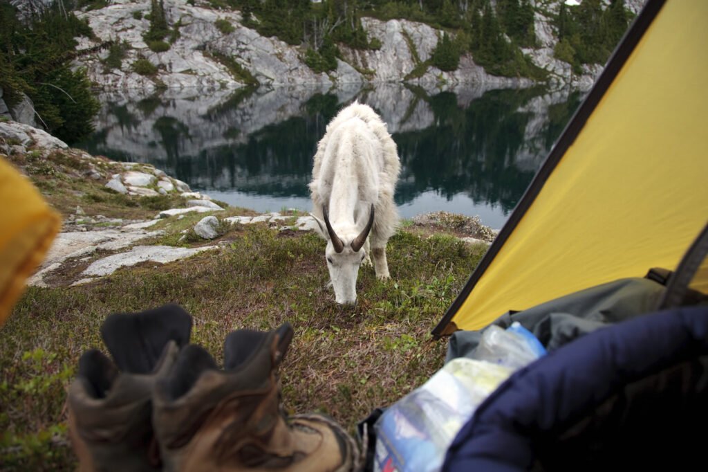 A curious mountain goat inspects a campsite near a lake in the Pacific Northwest.