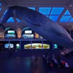 Central Park A spacious museum interior with a blue-tiled ceiling and multiple exhibit displays. Visitors are seen observing screens and aquariums.
