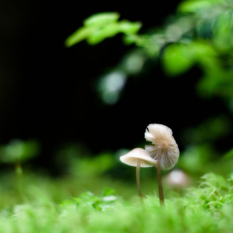 Two small mushrooms growing amidst vibrant green moss in a forest setting. Background features blurred foliage, highlighting natural beauty.