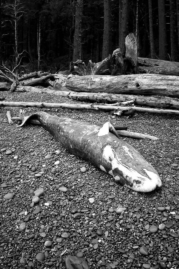 A strange object lies on the forest floor, surrounded by logs and trees. The scene is captured in black and white, adding a mysterious ambiance.