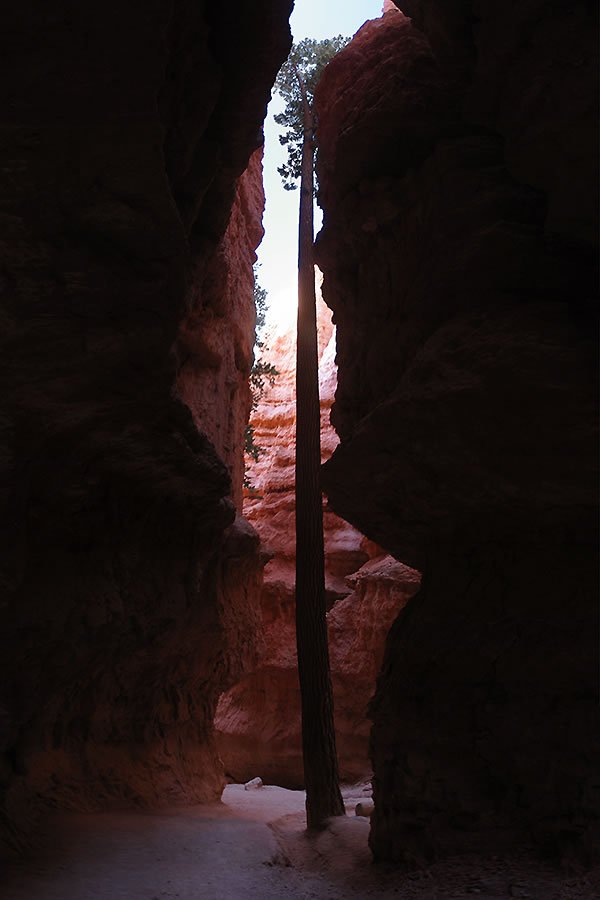 A narrow slot canyon passage with towering red rock walls illuminated by sunlight. A lone tree trunk stands prominently in the center of the trail.
