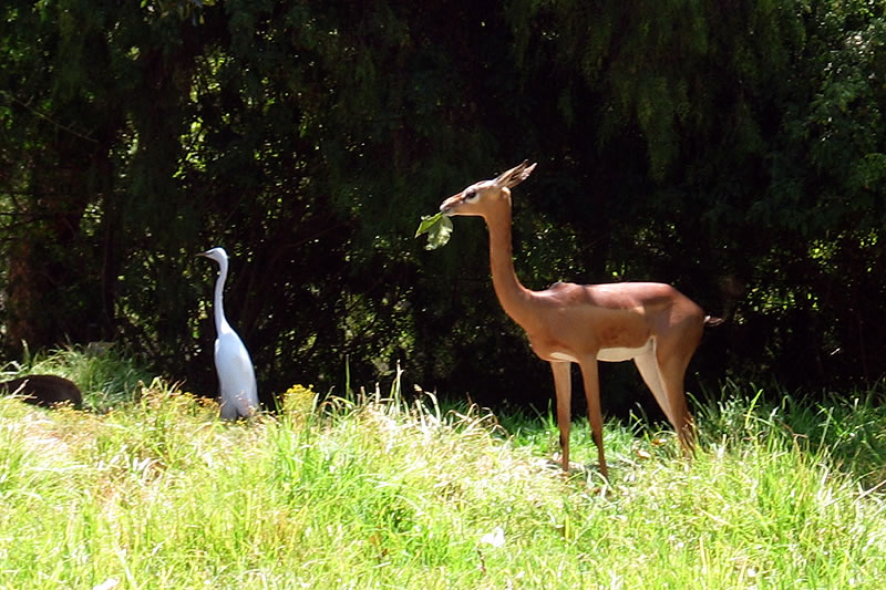 A majestic nyala deer grazing in a lush green field with an egret standing nearby.