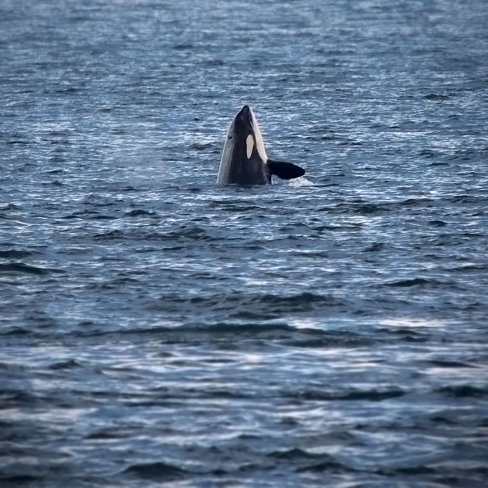 A close-up of an orca's distinctive dorsal fin emerging from the Pacific Northwest waters.