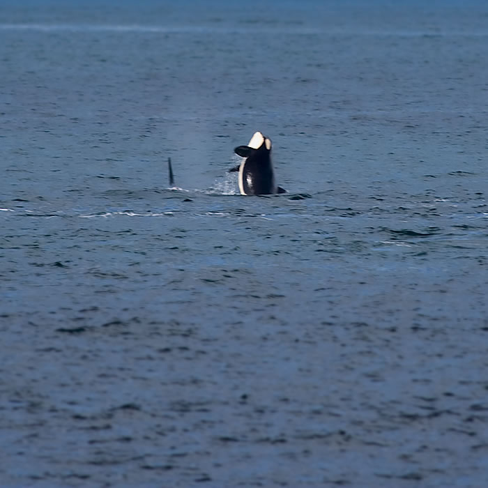 A glimpse of an orca catching eyes as it surfaces from ocean depths, embodying the majestic grace of marine life. This photo showcases the beauty of wildlife captured during an adventurous sightseeing journey.
