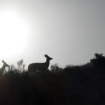 Mailbox Peak A group of deer standing on a hill against a bright sunset.