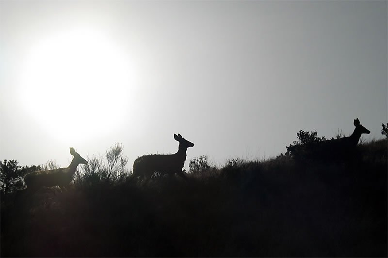 A group of deer standing on a hill against a bright sunset.