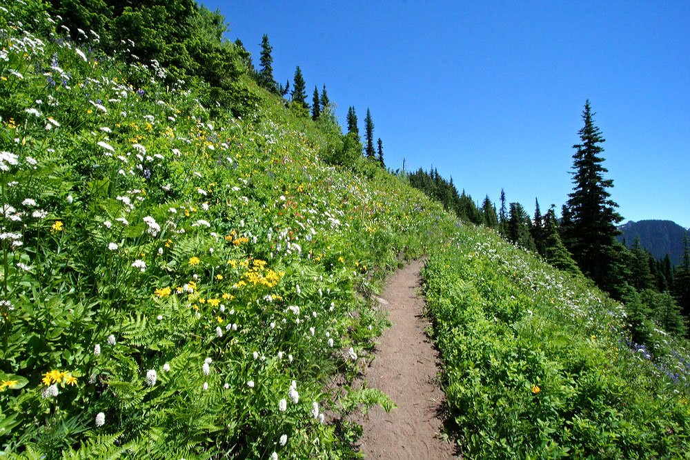 A picturesque dirt trail winds through vibrant wildflowers, with lush greenery and tall evergreen trees under a clear blue sky, capturing the serene beauty of nature in the Pacific Northwest.