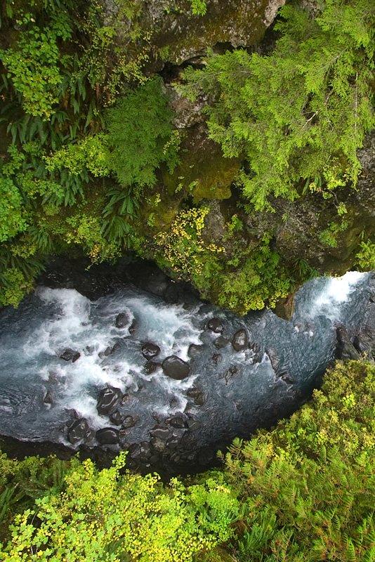 A serene stream winds through moss-covered rocks and vibrant green foliage in the Pacific Northwest.