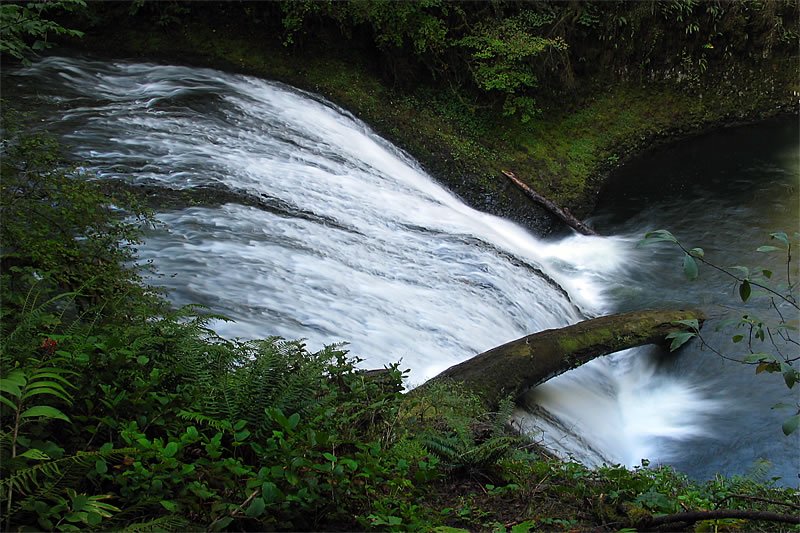 A cascading waterfall in the Pacific Northwest, surrounded by dense green foliage and moss-covered rocks.