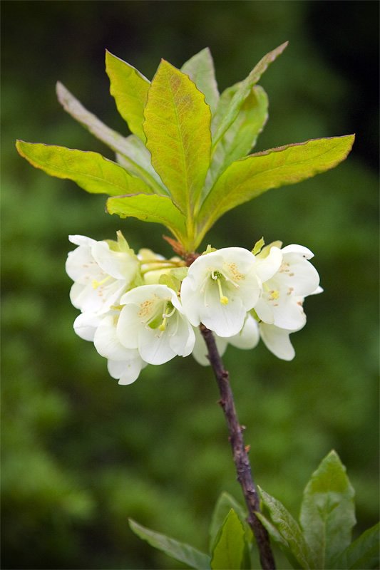 Close-up of a branch adorned with delicate white flowers, framed by fresh green leaves. Set against a soft green background, these blossoms exemplify the beauty of the Pacific Northwest.