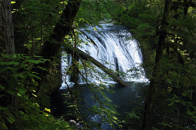A serene waterfall flows gently through a dense, green forest, framed by tall trees and vibrant foliage.