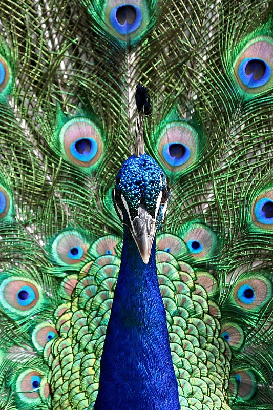 A detailed view of a peacock's vibrant plumage with its striking eye-like patterns.