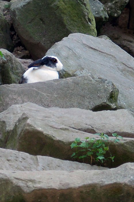 A penguin peeks out from behind large, moss-covered rocks in a naturalistic setting. The scene is serene and reflects a wild habitat.