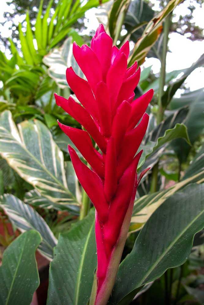 A striking pink flower stands out against a backdrop of lush, variegated green leaves.