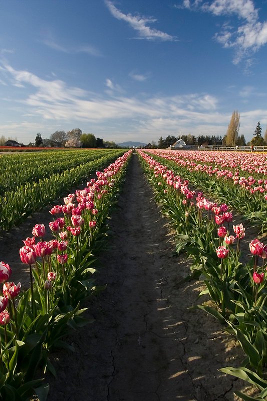 Rows of pink tulips stretch into the distance under a bright blue sky with wispy clouds, set in a Pacific Northwest flower field.
