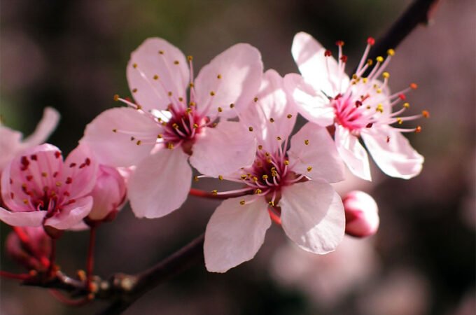 Close-up view of soft pink flowers with visible stamens and a gentle background blur enhancing their beauty.