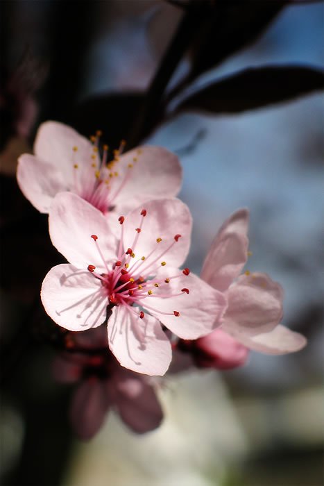 A close-up of soft pink blossoms with delicate petals against a blurred background.