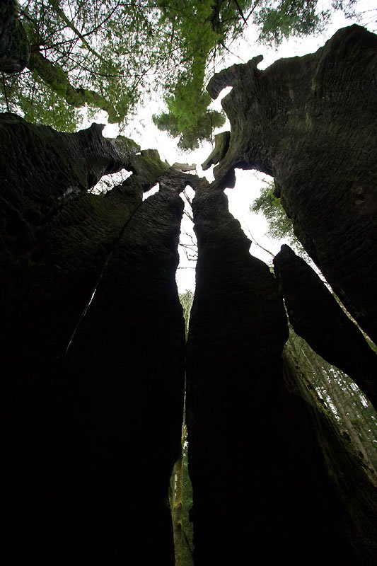 A dramatic low-angle shot looking up through towering tree trunks toward a bright, filtered sky in a lush forest.
