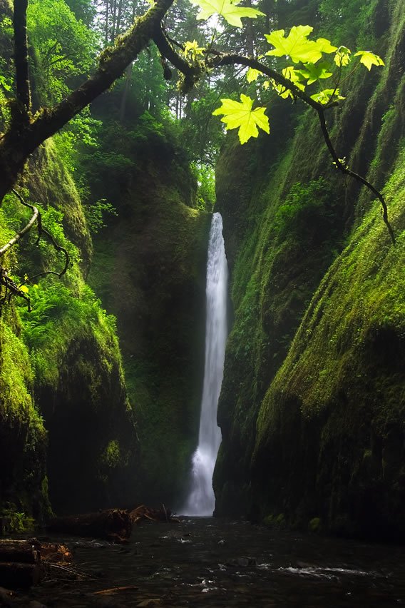 A serene waterfall nestled in a lush, moss-covered canyon. Bright green leaves hang delicately from branches above the cascading waters.