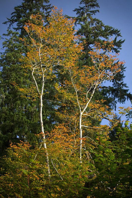 A stunning display of autumn colors with birch trees showcasing golden leaves against a clear blue sky, surrounded by lush green conifers.