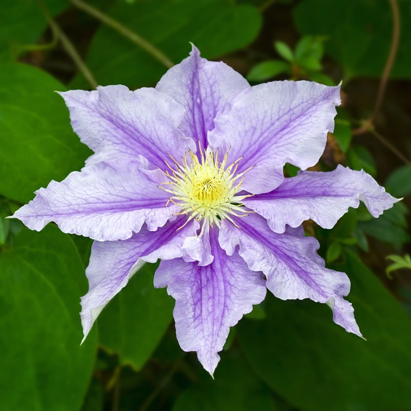 A close-up view of a beautiful purple clematis flower with intricate petals and a bright yellow center.