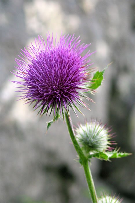 A vibrant purple thistle flower with spiky petals is in sharp focus, while a blurred thistle bud and stem are visible in the background.
