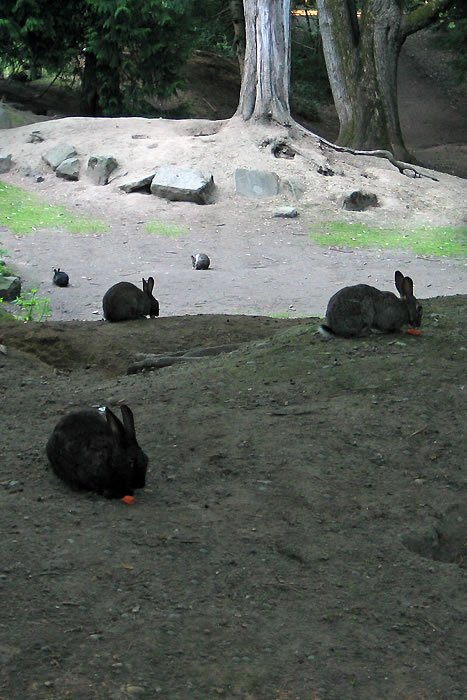 A group of dark brown rabbits eat their vegetables on a dirt ground area of a tree forest.