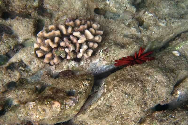 A red sea star nestled among textured coral formations, showcasing marine biodiversity.