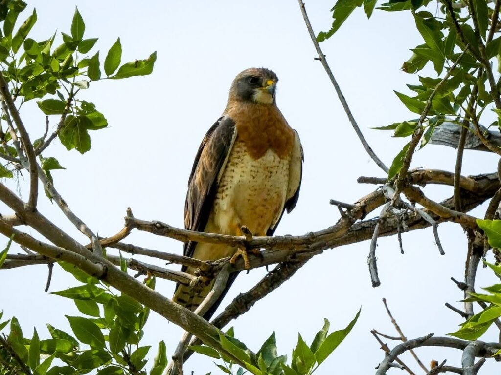 A red-shouldered hawk sits on a tree branch surrounded by green leaves.