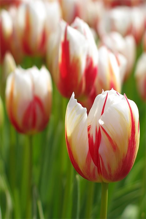 A close-up show blooming tulips with vibrant white and red stripes in a blurred garden scene.