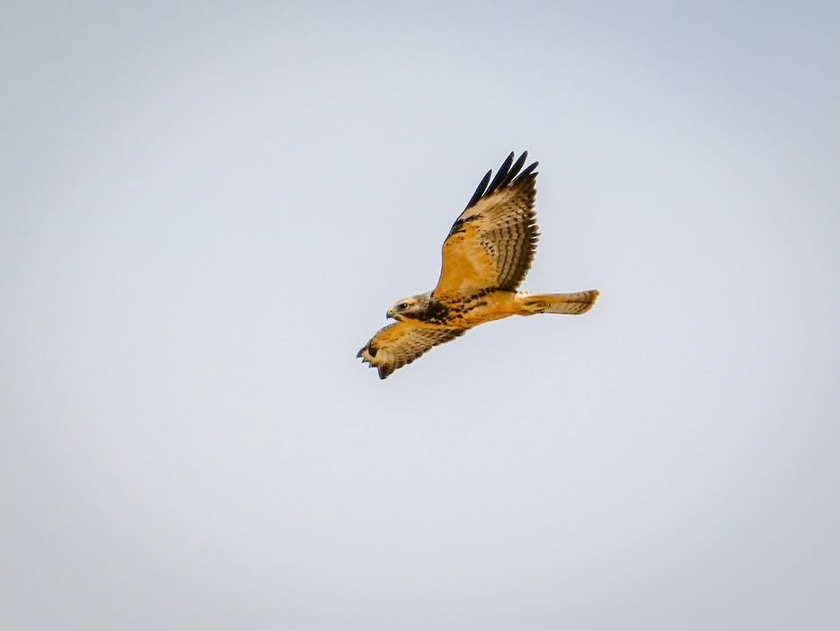A majestic red-tailed hawk glides effortlessly through a pale blue sky. Its wings are outstretched, showcasing the distinctive reddish-brown tail that gives it its name.