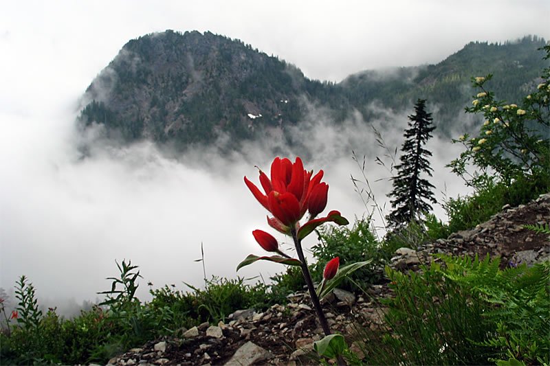 A striking red flower stands in the foreground with a misty mountain landscape behind it.