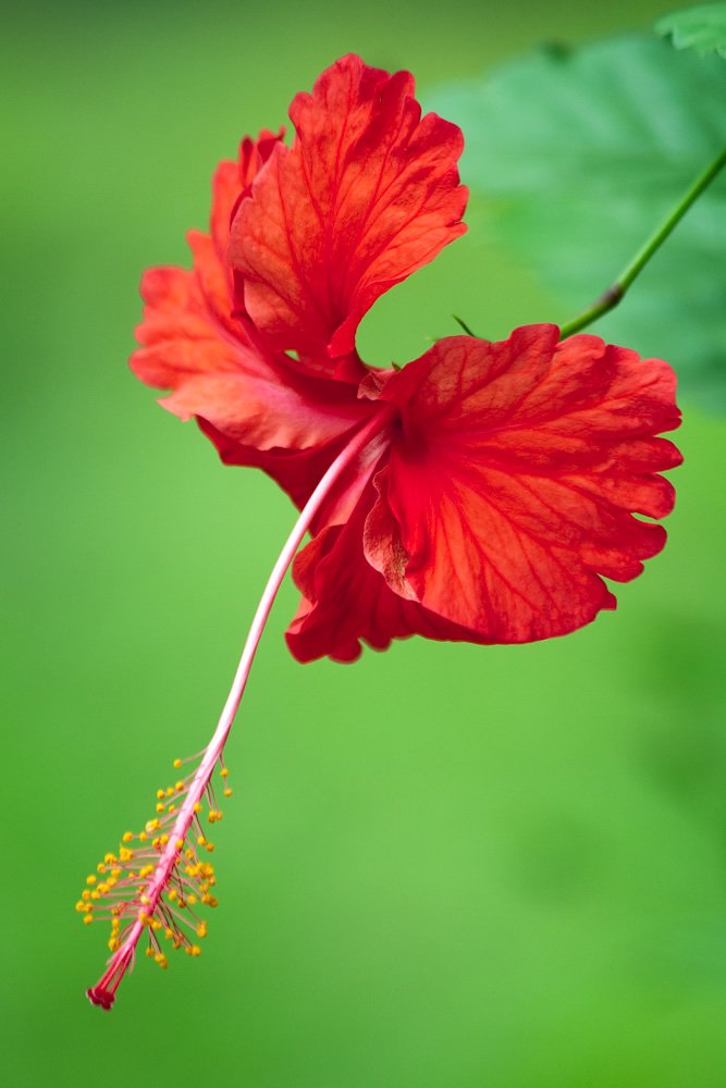 A close-up of a stunning red hibiscus flower showcasing its delicate petals and vibrant colors against a lush green background.