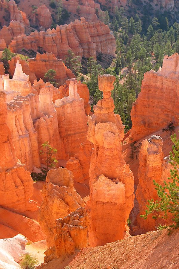 Towering red rock formations stand out against a backdrop of dense green forest.